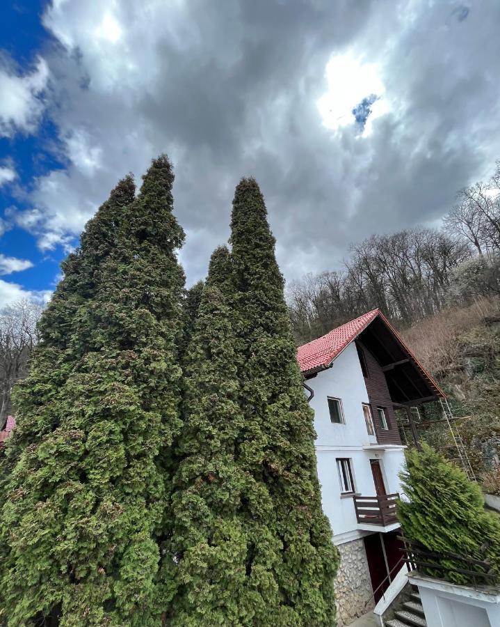 Timi Residence ブラショフ エクステリア 写真